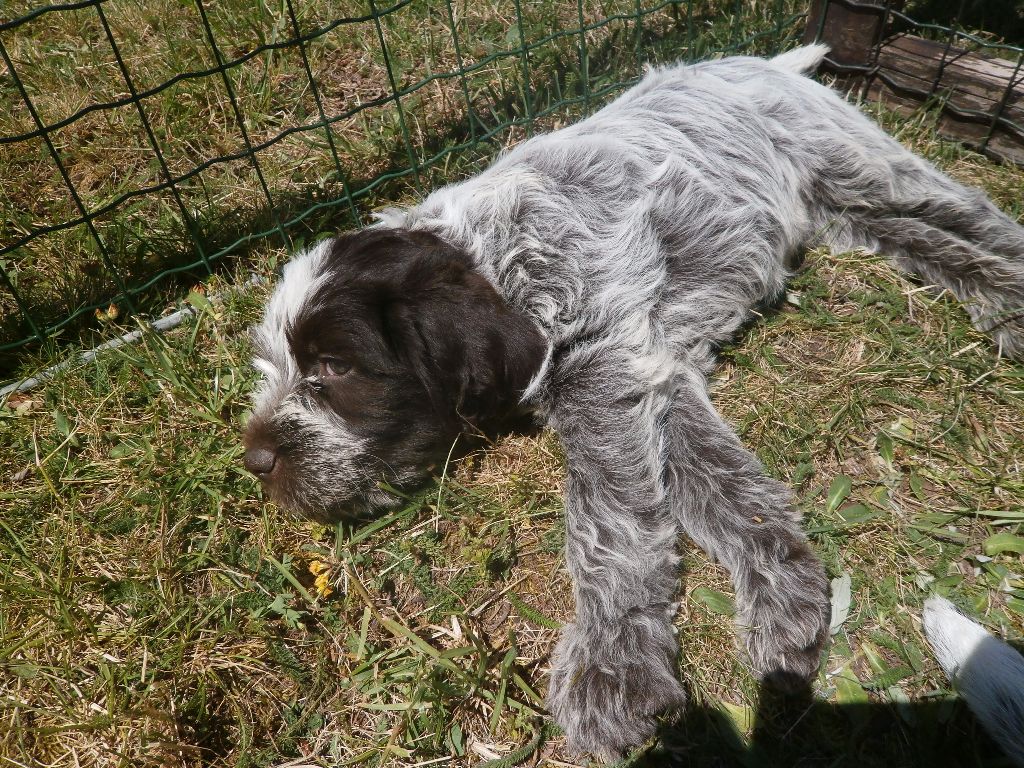 des terres d'en haut - Chiots disponibles - Griffon d'arrêt à poil dur Korthals