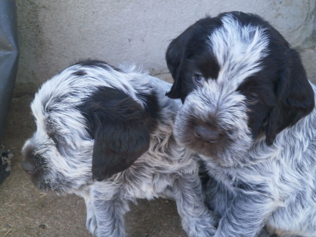 des terres d'en haut - Chiots disponibles - Griffon d'arrêt à poil dur Korthals